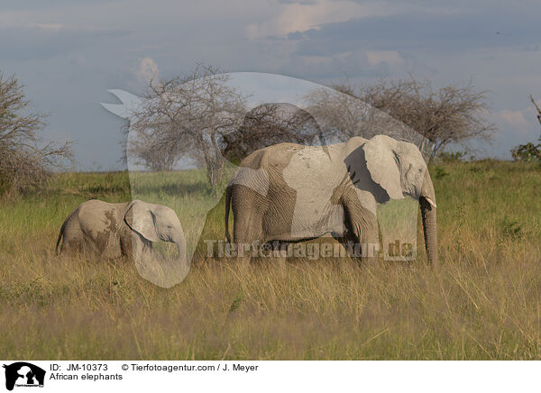 African elephants / JM-10373