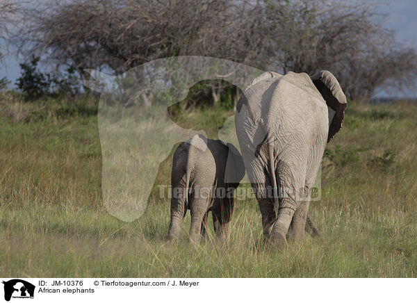 African elephants / JM-10376