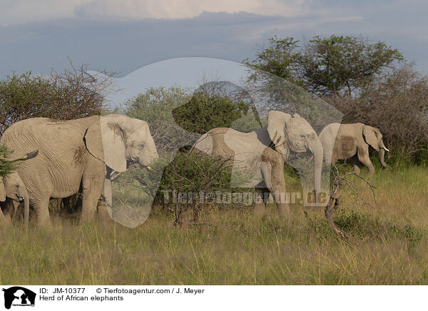 Herd of African elephants / JM-10377