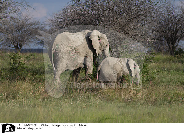 African elephants / JM-10378