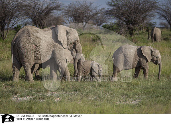 Herd of African elephants / JM-10393