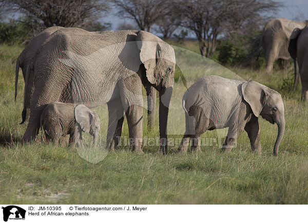 Herd of African elephants / JM-10395