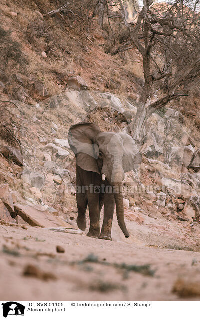 African elephant / SVS-01105