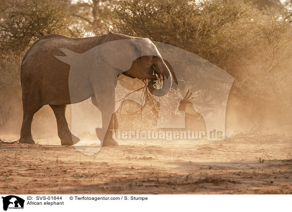 Afrikanischer Elefant / African elephant / SVS-01644