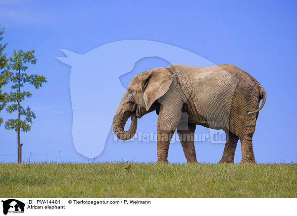 African elephant / PW-14481