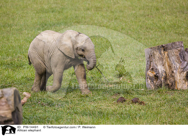 African elephant / PW-14491