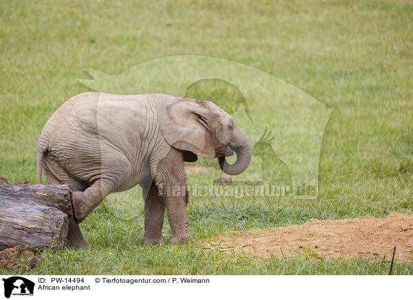 African elephant / PW-14494