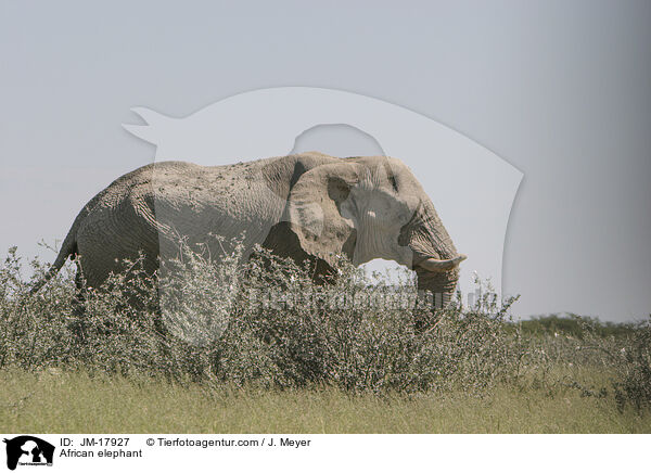 African elephant / JM-17927