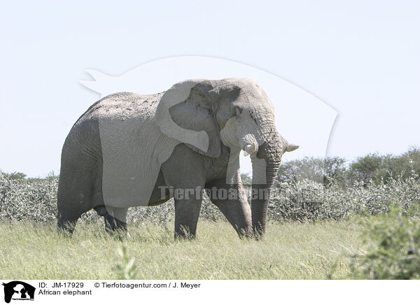 African elephant / JM-17929