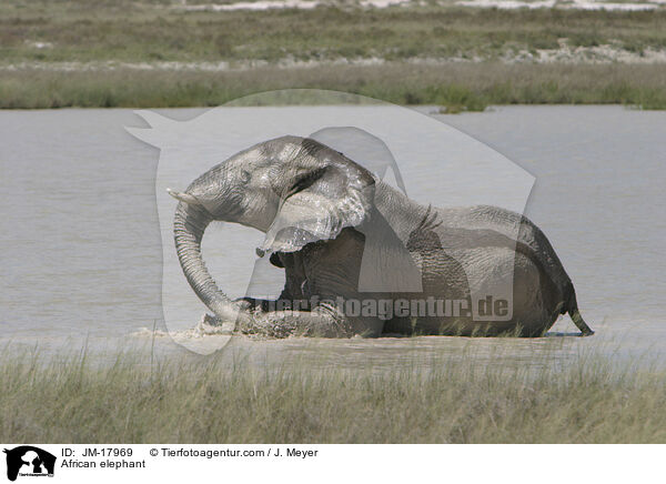 African elephant / JM-17969