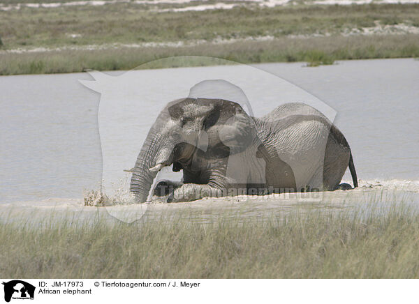 African elephant / JM-17973