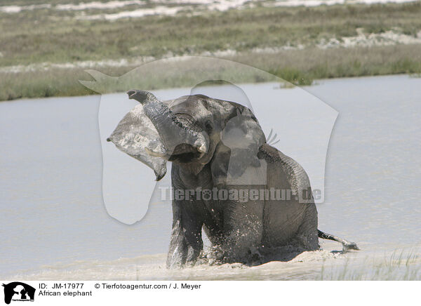 African elephant / JM-17977