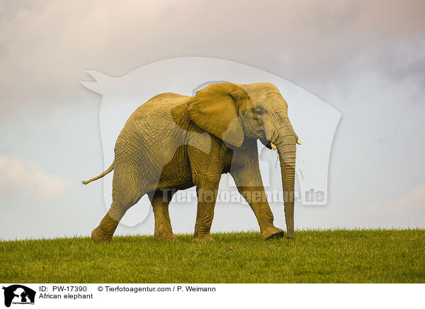 African elephant / PW-17390
