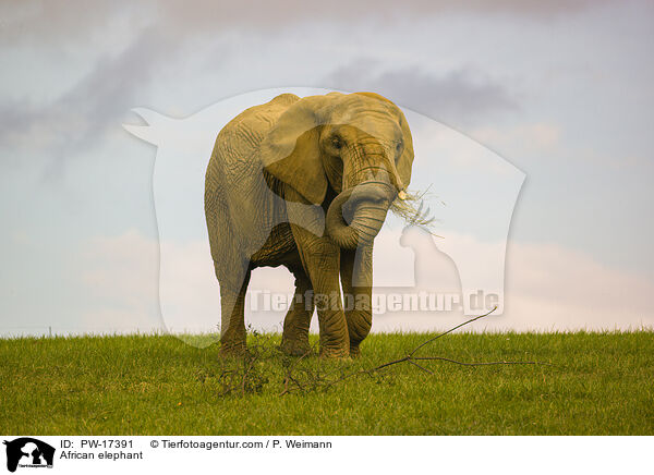 African elephant / PW-17391