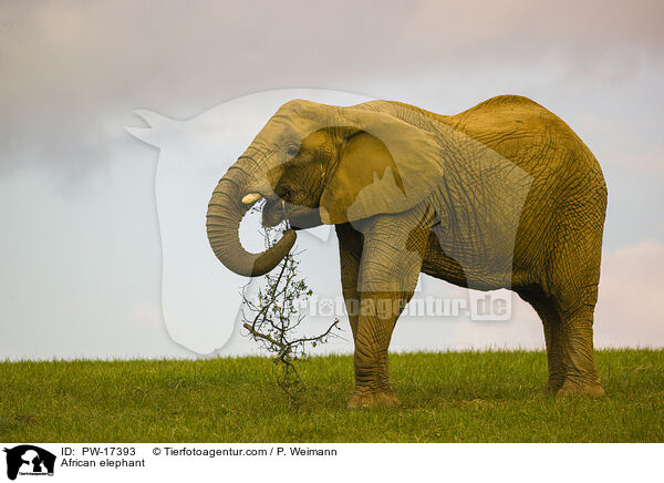 African elephant / PW-17393