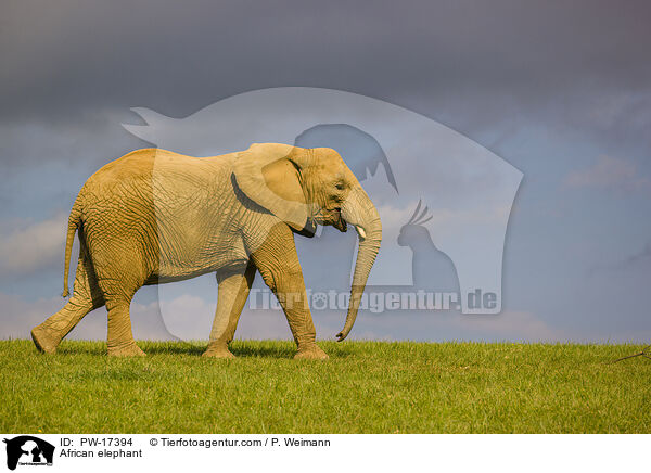 African elephant / PW-17394