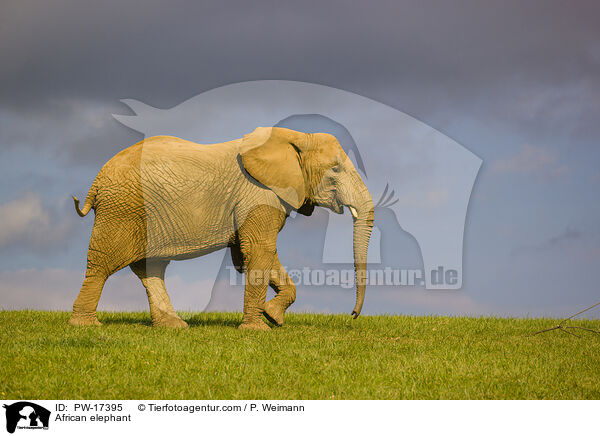 African elephant / PW-17395