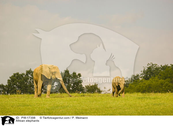 Afrikanische Elefanten / African elephants / PW-17398