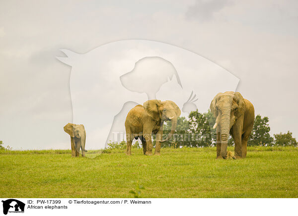 African elephants / PW-17399