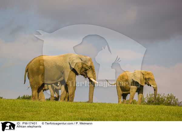African elephants / PW-17401