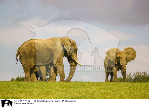 Afrikanische Elefanten / African elephants / PW-17402
