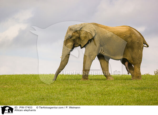 African elephants / PW-17403