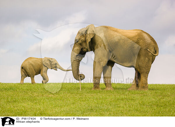 African elephants / PW-17404