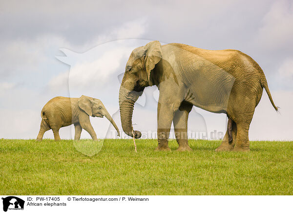 Afrikanische Elefanten / African elephants / PW-17405