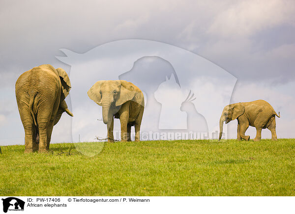Afrikanische Elefanten / African elephants / PW-17406