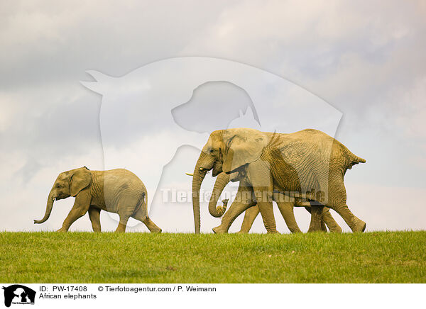 African elephants / PW-17408