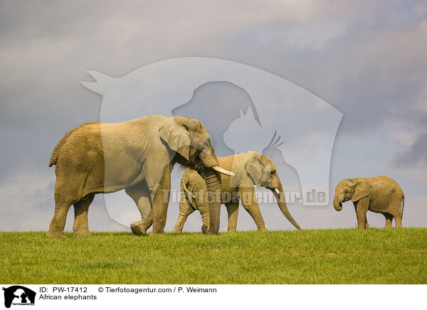 African elephants / PW-17412