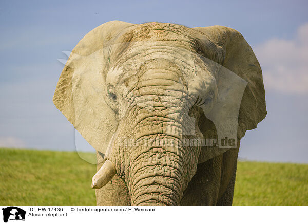 African elephant / PW-17436