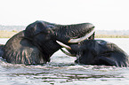 fighting african elephants