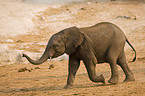 young frican elephant