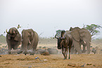 african elephants and blue wildebeest