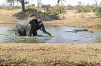 African Elephant and River Horses