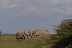 Herd of African elephants