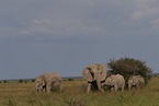 Herd of African elephants