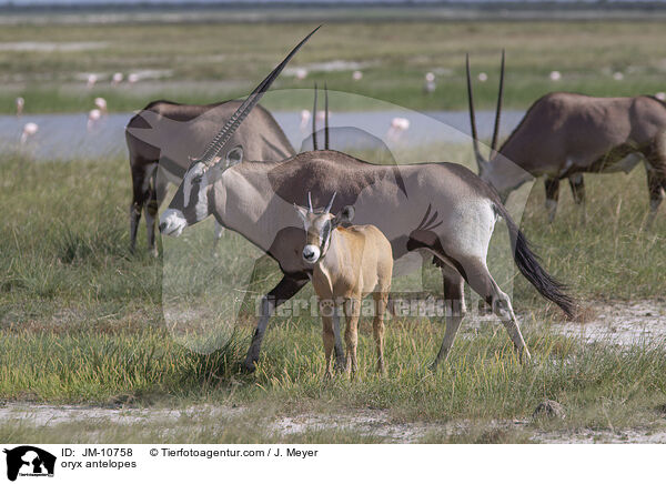 oryx antelopes / JM-10758