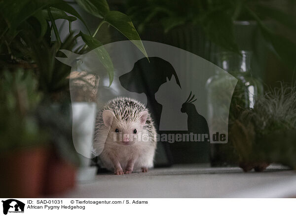 African Pygmy Hedgehog / SAD-01031