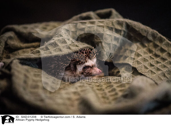 African Pygmy Hedgehog / SAD-01208