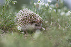 African Pygmy Hedgehog