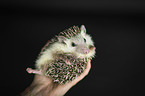 human with African Pygmy Hedgehog
