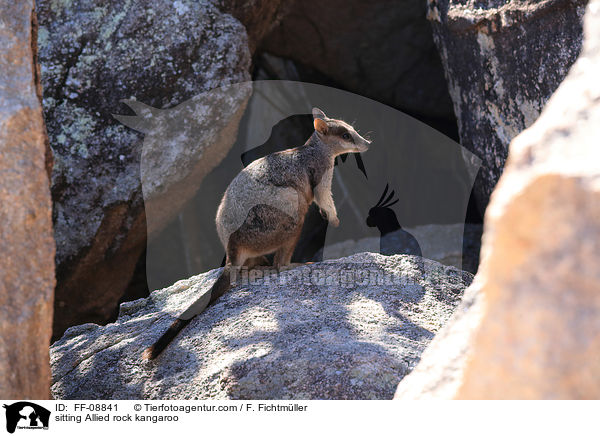 sitting Allied rock kangaroo / FF-08841