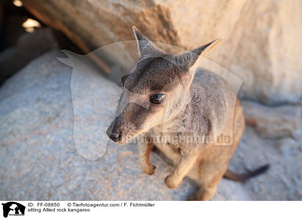 sitting Allied rock kangaroo / FF-08850