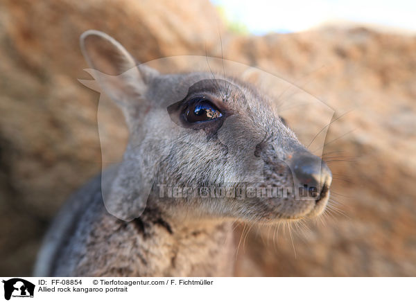Allied rock kangaroo portrait / FF-08854