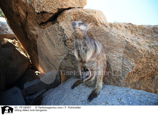 sitting Allied rock kangaroo / FF-08857
