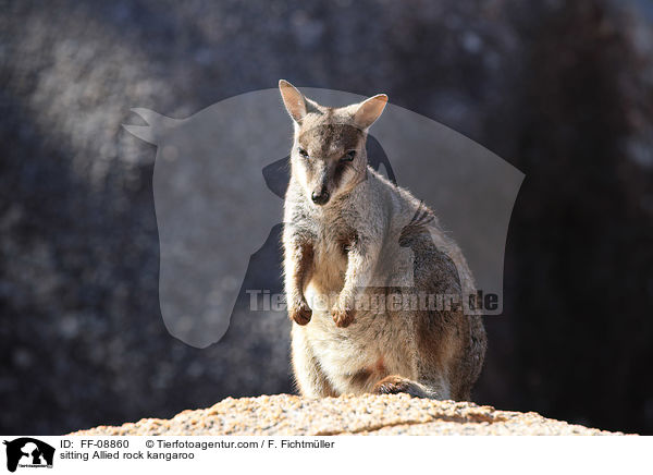 sitting Allied rock kangaroo / FF-08860