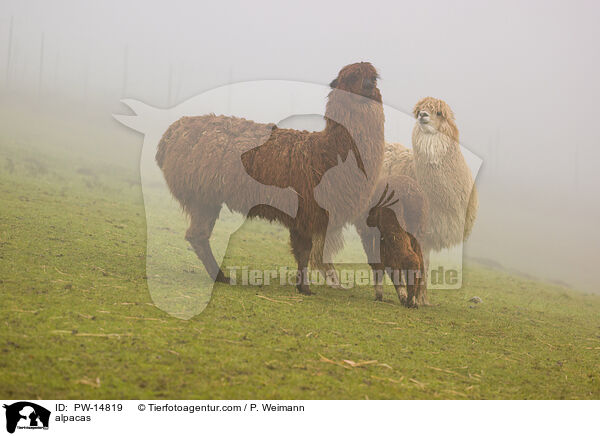 alpacas / PW-14819