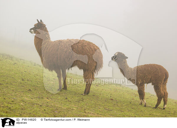 alpacas / PW-14820
